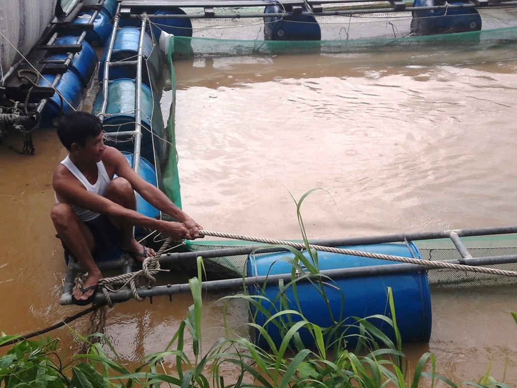 Nước sông chảy mạnh, đục ngầu khiến các lồng nuôi cá tại thôn Phò Nam (xã Hòa Bắc) có nguy cơ bị chết hoặc thoát ra ngoài