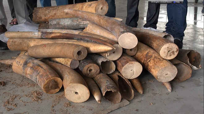 Ngà voi nhập lậu giấu trong các khúc gỗ bị phát hiện
