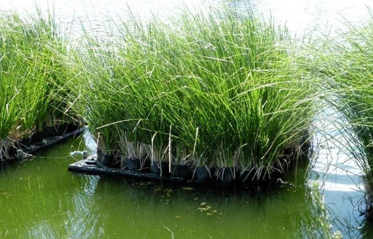 Đà Nẵng: Áp dụng cỏ Vetiver ứng phó BĐKH