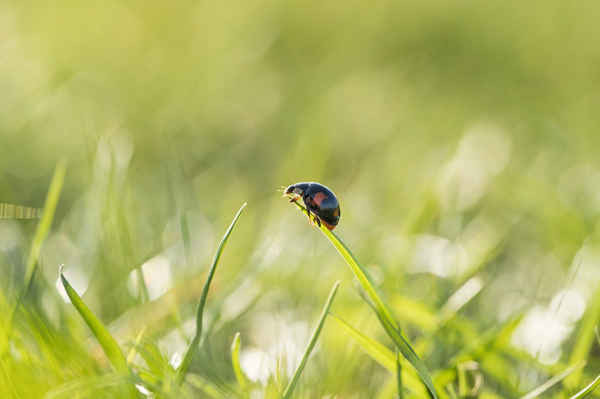 Bọ rùa harlequin chuẩn bị bay tại London, Anh. Loài bọ rùa này có nguồn gốc từ châu Á, xuất hiện với số lượng lớn trên khắp nước Anh sau mỗi mùa hè ấm và khô. Ảnh: Dan Kitwood / Getty Images