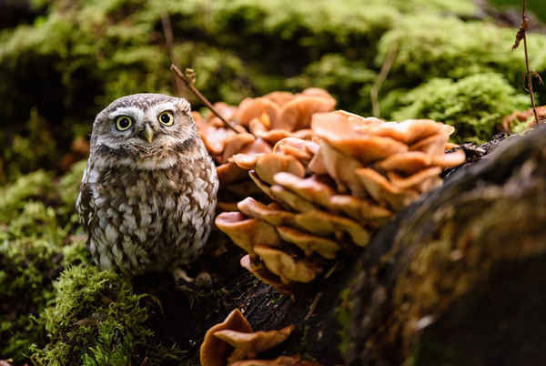 Một con cú nhỏ đậu trên những cây nấm rừng ở Yorkshire, Anh. Ảnh: Jed Wee / Rex / Shutterstock