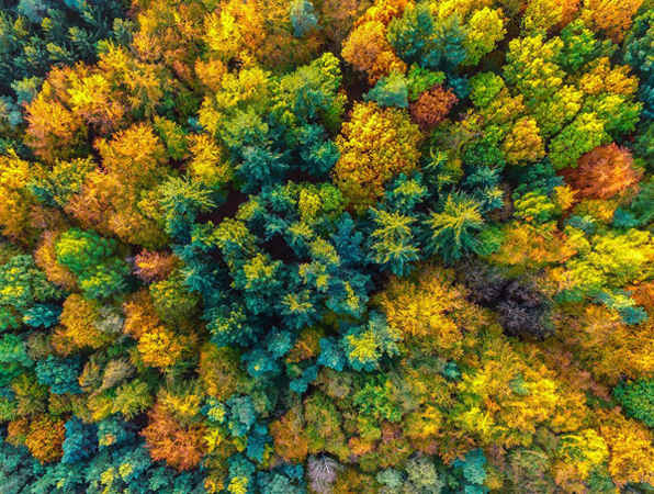 Một hình ảnh trên không từ máy bay không người lái về tán lá mùa thu giữa các cây thông gần Sieversdorf, Đức. Ảnh: Patrick Pleul / Alamy