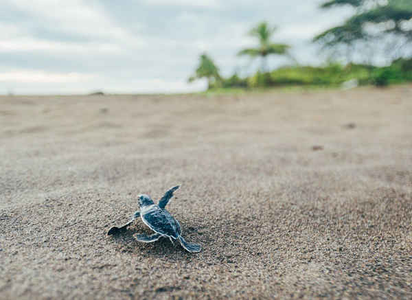 Một con rùa bé xuất hiện từ tổ và liều mình xuống nước ở Costa Rica. Ảnh: George Turner / Rex / Shutterstock