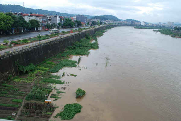 Lũ sông Hồng từ thượng nguồn chảy về làm ngập rau màu người dân Lào Cai  trồng ven sông