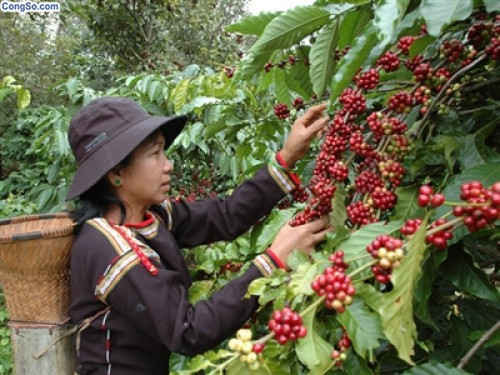 Phát huy tài nguyên đất đai, nông dân tỉnh Đắk Nông đang vương lên làm giàu từ thâm canh cây cà phê