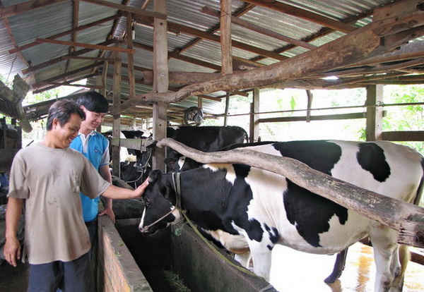 Một trại nuôi bò sữa được hỗ trợ từ chương trình Phát triển ngành sữa của FrieslandCampina Việt Nam