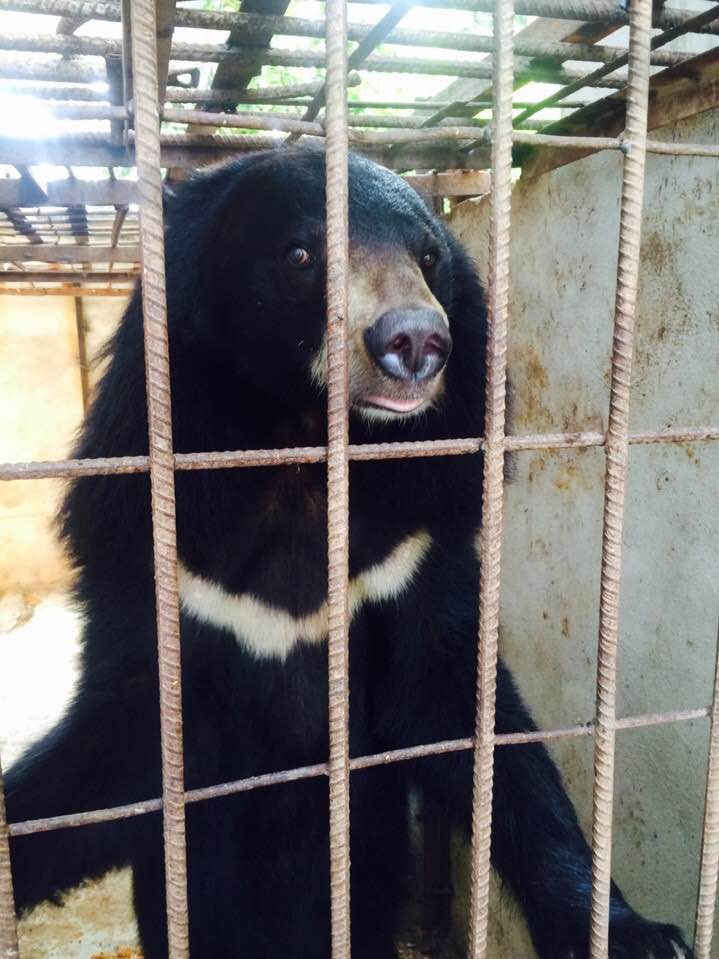 Cá thể gấu bị nuôi nhốt trái phép tại Sơn La