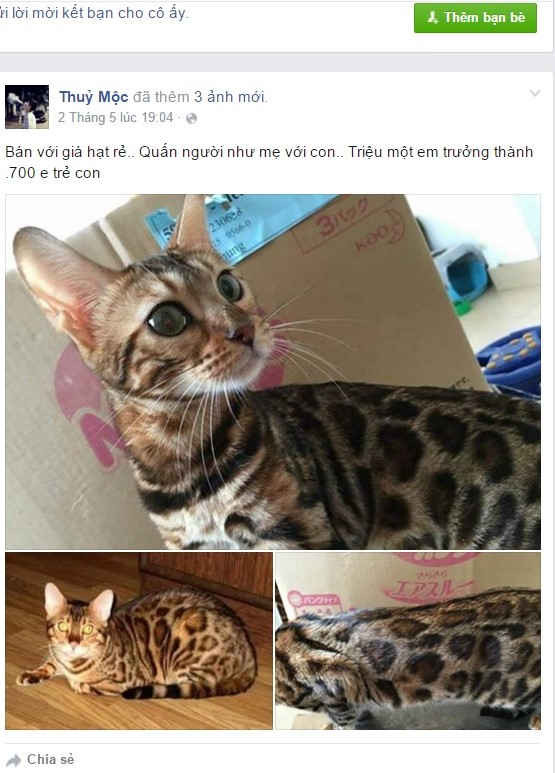 Cá thể mèo rừng bị rao bán trên Facebook