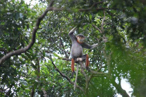 Vooc Chà vá chân nâu, một loài linh trưởng đang có nguy cơ tuyệt chủng cao đang sinh sống ở bán đảo Sơn Trà