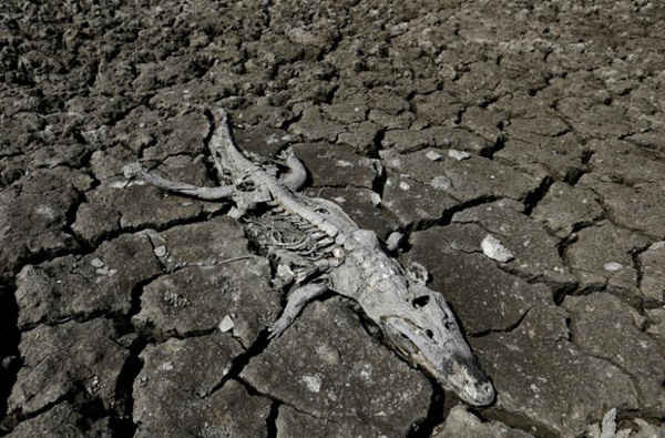 Xác chết của một con cá sấu Yacare nằm trong lòng sông Pilcomayo cạn nước ở Boqueron, Paraguay vào ngày 14/8/2016. Ảnh: REUTERS / Jorge Adorno