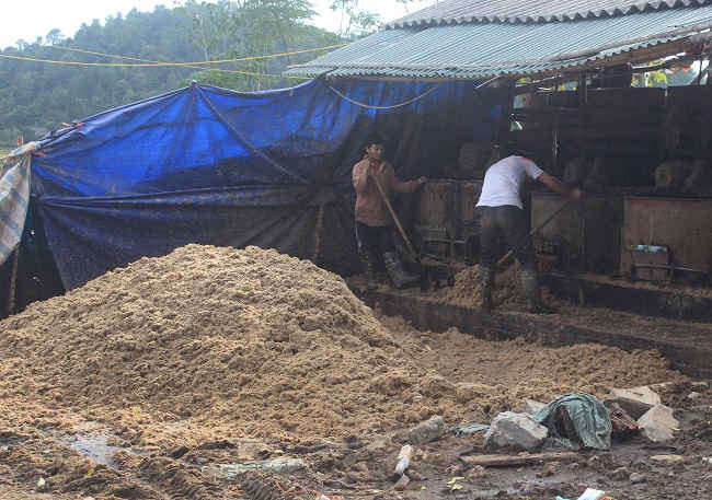 Người dân thu gon bã dong riềng làm phân bón cho cây trồng