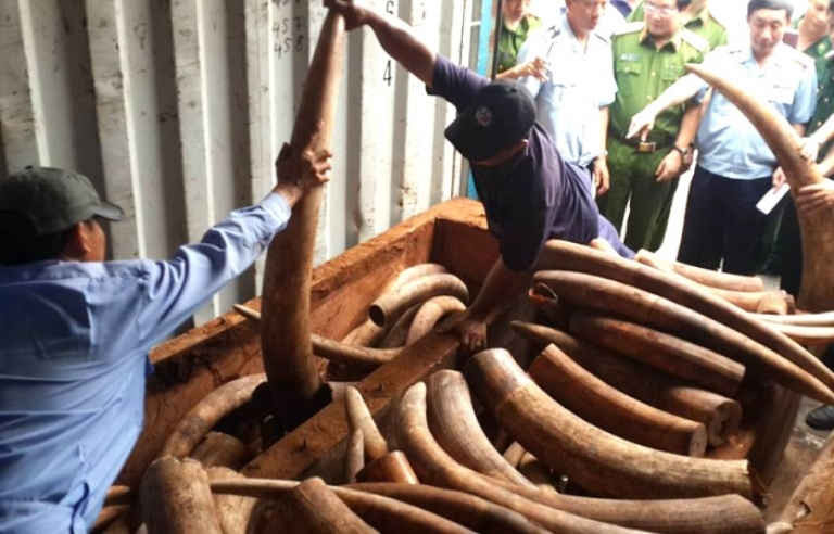 Một vụ buôn bán trái phép ngà voi bị bắt giữ