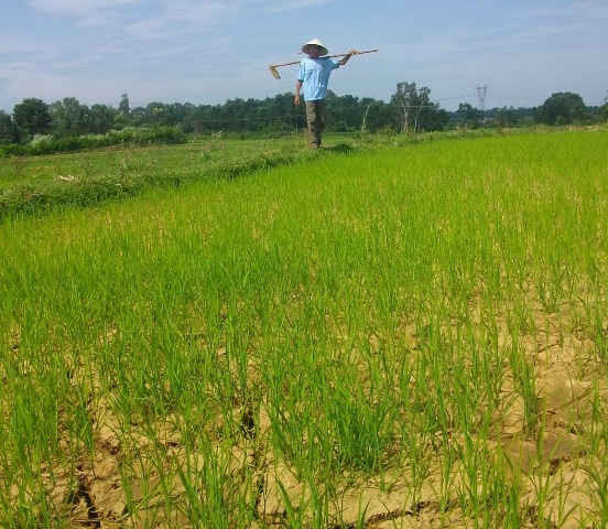 Hạn hán kéo dài, thiếu nước khiến những cánh đồng lúa của huyện Quế Sơn, Quảng Nam không thể phát triển