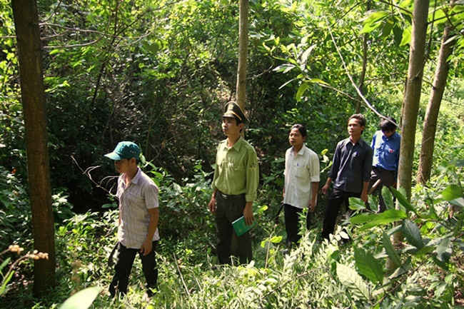 Diện tích rừng tại Lào Cai luôn được chăm sóc và bảo vệ tốt