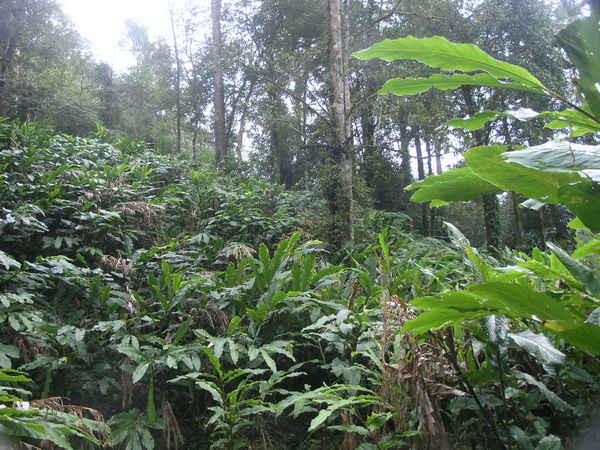Một nương cây Thảo quả trồng dưới tán cây rừng già ở vùng cao Ý Tý (Lào Cai) làm hỏng hệ sinh thái rừng tự nhiên của Khu bảo tồn thiên nhiên Bát Xát.