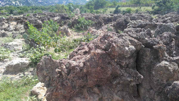 Hạn hán khiến nhiều nơi ở Ninh Thuận “sa mạc hóa”