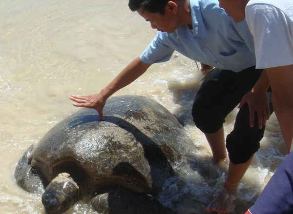 / Cá thể rùa biển quý hiếm được người dân Quảng Ngãi thả về tự nhiên