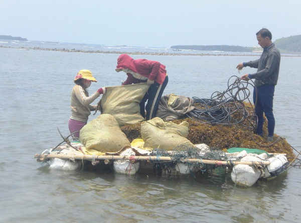 Hệ sinh thái cỏ biển tại các vùng ven biển tỉnh Quảng Ngãi đã được khai thác, bảo vệ bền vững.
