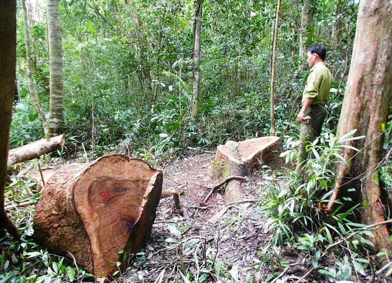 Đây là vụ chặt hạ rừng lớn nhất tỉnh Bình Định