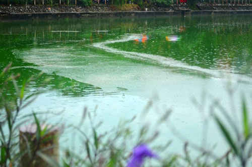 Cuối tháng 10/2016, người dân sinh sống ở hồ Văn Quán (Hà Đông, Hà Nội) vô cùng bức xúc khi thấy nước trong hồ đổi màu xanh biếc, nổi váng đặc quánh và bốc mùi hôi tanh nồng nặc tra tấn người dân và người đi đường.