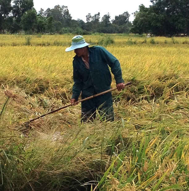 Năm 2017, Hậu Giang sẽ chuyển mục đích trên 90ha đất trồng lúa để thực hiện các công trình, dự án 