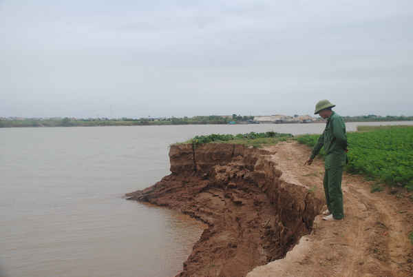 Do cát tặc nên người dân thôn Tân Thắng đã bị mất 40 mẫu đất bãi bồi mầu mỡ