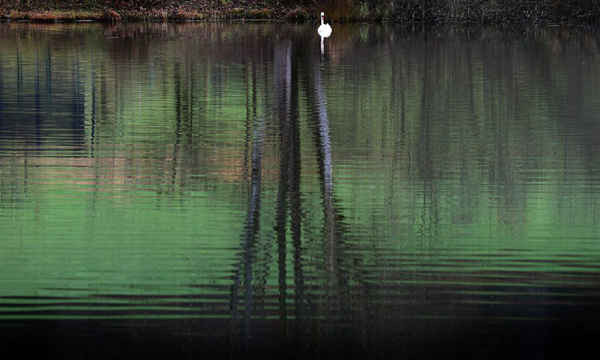 Một con thiên nga bơi trên hồ gần Steingaden, miền nam nước Đức. Ảnh: Karl-Josef Hildenbrand / AFP / Getty Images