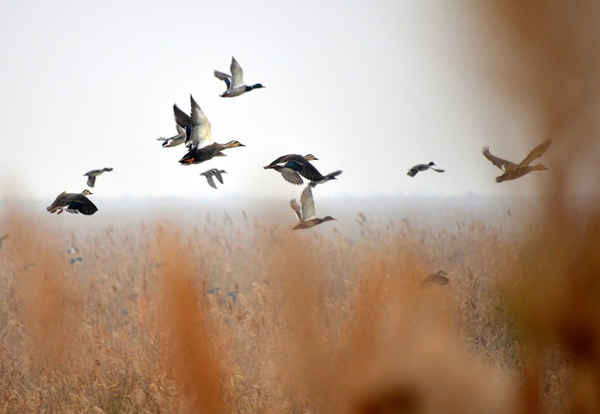 Những con chim di cư bay qua vùng đồng bằng sông Hoàng Hà ở Đông Dinh, Trung Quốc. Ảnh: Xinhua / Barcroft Images
