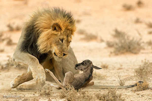 Bức ảnh của Johan Kloppers mang tên “The Stare of Death” được lựa chọn cho hình ảnh động vật hoang dã của năm. Kloppers chụp được khoảnh khắc sư tử tấn công linh dương trong công viên Kgalagadi Transfrontier ở Nam Phi.