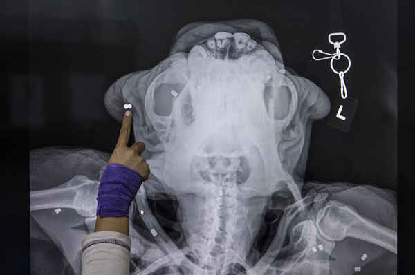 Hình chụp bằng tia X quang của Tengku, một con đười ươi Sumatra được nhân viên thú y ở Bắc Sumatra, Indonesia giải cứu và nghiên cứu. Con đười ươi này bị trúng hơn 60 viên đạn súng trường trong cơ thể của nó. Ảnh: Ulet Ifansasti / Getty Images