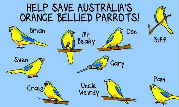 Một bộ phim hoạt hình được sản xuất nhằm mang lại thông điệp bảo vệ loài vẹt bụng cam của Úc, loài chim đang bị đe dọa nhất tại nước này.