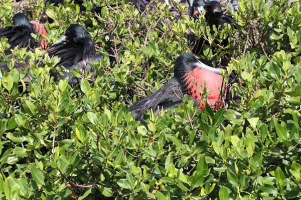Những con chim ở Barbuda tụ lại tại một trong những thuộc địa chim lớn nhất thế giới. Hoàng tử xứ Wales Harry đã đến thăm thuộc địa này trong chuyến đi đến đảo Caribbean. Ảnh: Chris Radburn / PA