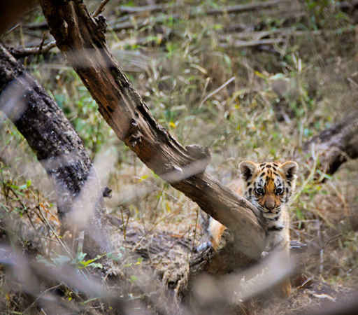 Hình ảnh một con hổ con hoang dã ở Ấn Độ. Theo báo cáo gần đây của WWF, các dự án giao thông châu Á có thể gây cản trở trong nỗ lực cứu loài hổ trên thế giới. Ảnh: Joseph Vattakaven / WWF