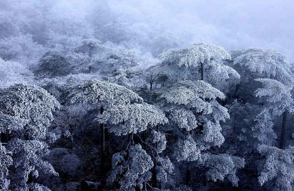 Tuyết rơi kín núi Hoàng Sơn ở Trung Quốc. Ảnh: Xinhua / Barcroft Images
