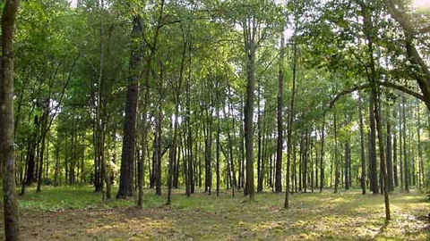 Phát triển những cánh rừng gỗ lớn là giải pháp quan trọng trong phát triển kinh tế rừng ở Quảng Nam
