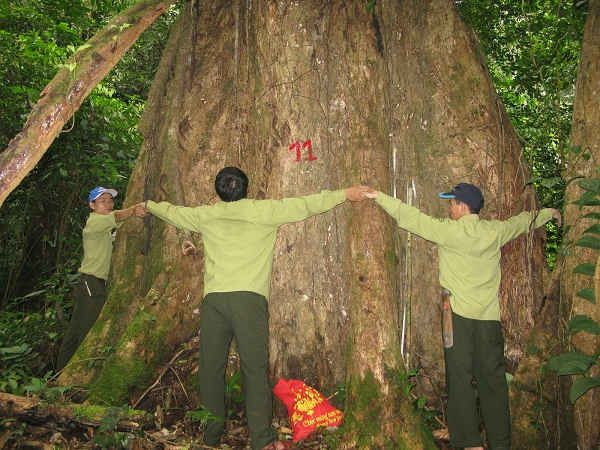 Những cây sa mu dầu và Phay sừng cổ thụ quý hiếm mới được công nhận là cây di sản Việt Nam