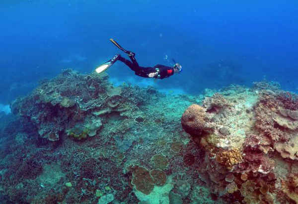 Người thợ lặn trong khu vực Coral Gardens gần Đảo Lady Elliot ở Great Barrier Reef, phía đông bắc của thành phố Bundaberg, Queensland, Úc vào ngày 11/6/2015. Ảnh: REUTERS / David Gray