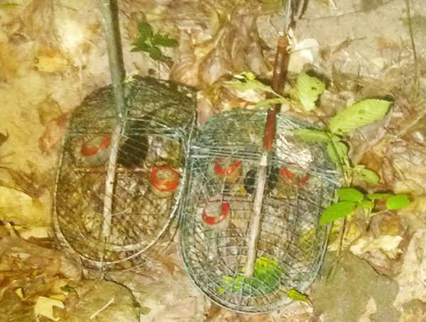 Bẫy chim, thú lắp đặt trái phép trong rừng Sơn Trà bị lực lượng kiểm lâm bắt giữ (ảnh do Chi cục Kiểm lâm Đà Nẵng cung cấp)