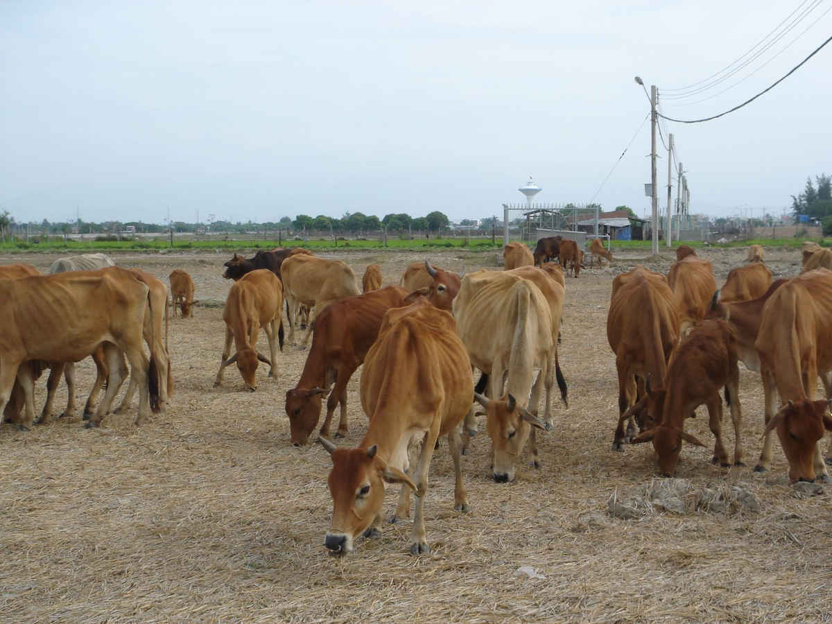 Hạn hán dẫn đến đồng khô cỏ cháy, hệ quả là đàn gia súc bị gầy yếu, suy dinh dưỡng nặng