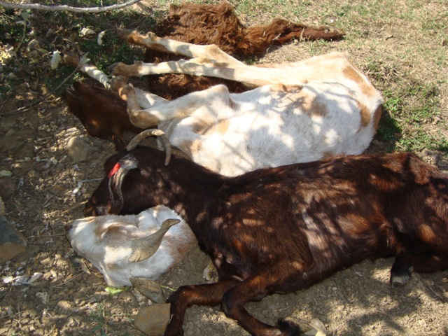 2. Hàng ngàn gia súc đã chết do thiếu thức ăn và nước uống