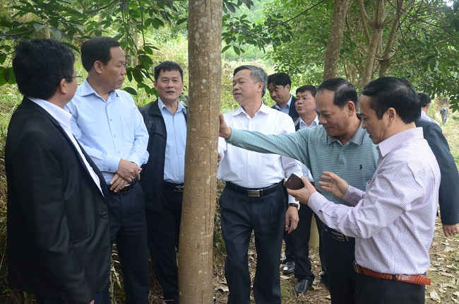 Đoàn công tác của tỉnh Yên Bái kiểm tra thực tế tình hình sinh trưởng và phát triển cây cao su trên địa bàn huyện Văn Chấn