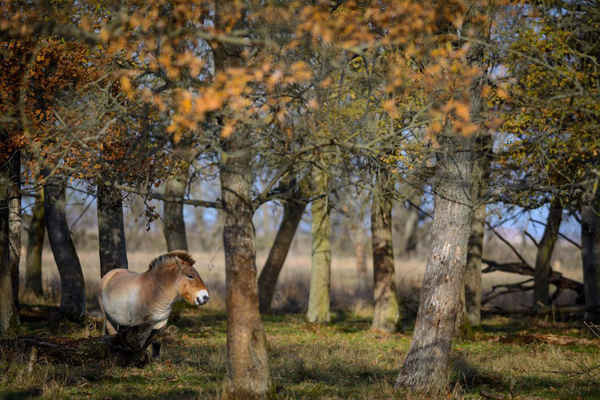 Con ngựa hoang Przewalski trong công viên quốc gia Hortobágy, Hungary. Một đàn ngựa 15 con được di dời đến khu dự trữ Orenburg của Nga như là một phần của chương trình bảo vệ để tăng số lựa loài ngựa hoang này. Ảnh: Zsolt Czegledi / EPA
