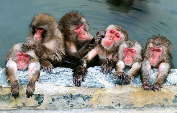 Những con khỉ Nhật Bản thư giãn trong một suối nước nóng ở vườn thực vật nhiệt đới Hakodate, Hokkaido, Nhật Bản. Ảnh: The Asahi Shimbun / The Asahi Shimbun qua Getty Imag
