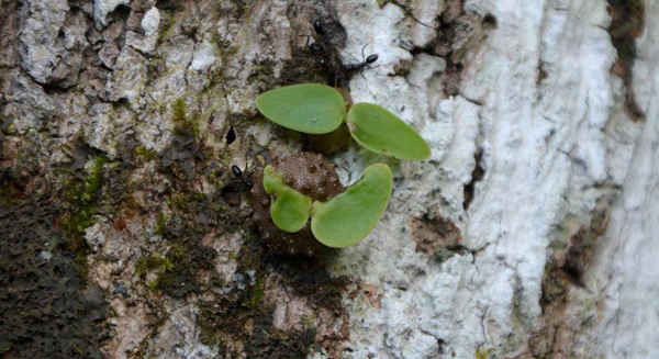 Cây Macaranga được loài kiến Philidris Nagasau ở đảo quốc Fiji trồng, chăm sóc và thu hoạch quả. Ảnh: Suzanne Renner / Ludwig Maximilians Universitat Munchen