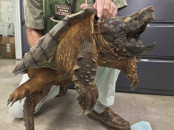 Một con rùa cá sấu 24kg bị thương được chăm sóc tại trung tâm cứu hộ động vật hoang dã thành phố Houston sau khi được lực lượng cứu hỏa giải cứu khỏi đường ống thoát nước. Ảnh: AP