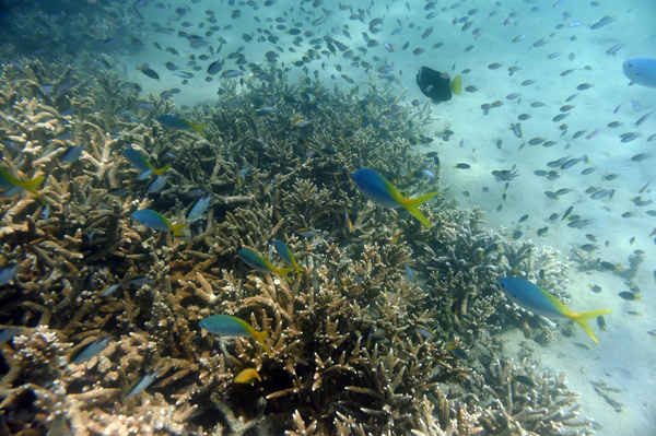 Cá nhiệt đới bơi dọc theo các gờ của rạn san hô ngoài khơi đảo Great Keppel, Queensland, Úc. Ảnh: Dan Peled / AAP