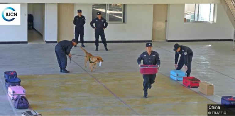 Dự án đang thực hiện ở Trung Quốc nhằm nâng cao vai trò của những chú chó thám tử trong phát hiện động vật hoang dã