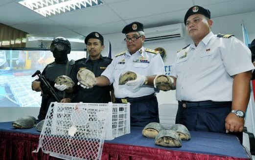 Đô đốc Adam Aziz (giữa) tại buổi họp báo về số rùa bị bắt (Nguồn: Nst.com.my)