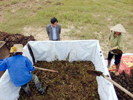 Nông dân đưa bèo tây trộn với phân chuồng để ủ phân vi sinh