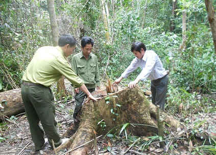 Những cây gỗ dổi có đường kính hơn 50cm bị chặt phá không thương tiếc ở khoảnh 4, tiểu khu 183, xã Vĩnh Hảo (Vĩnh Thạnh).